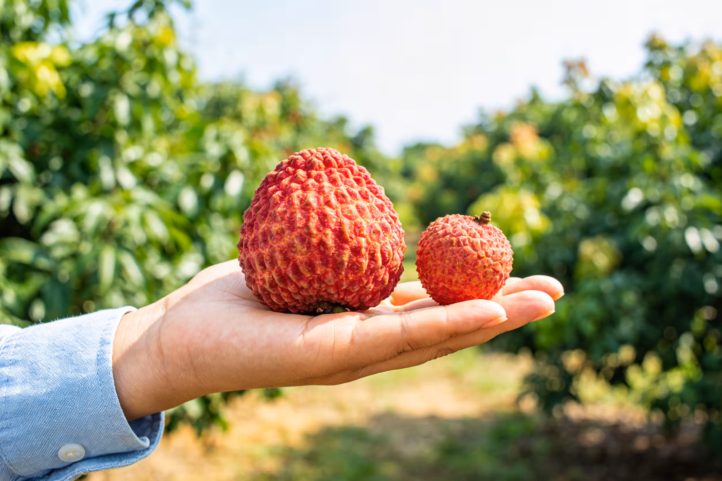 Bulk Lychee King Sourcing from China Orchards