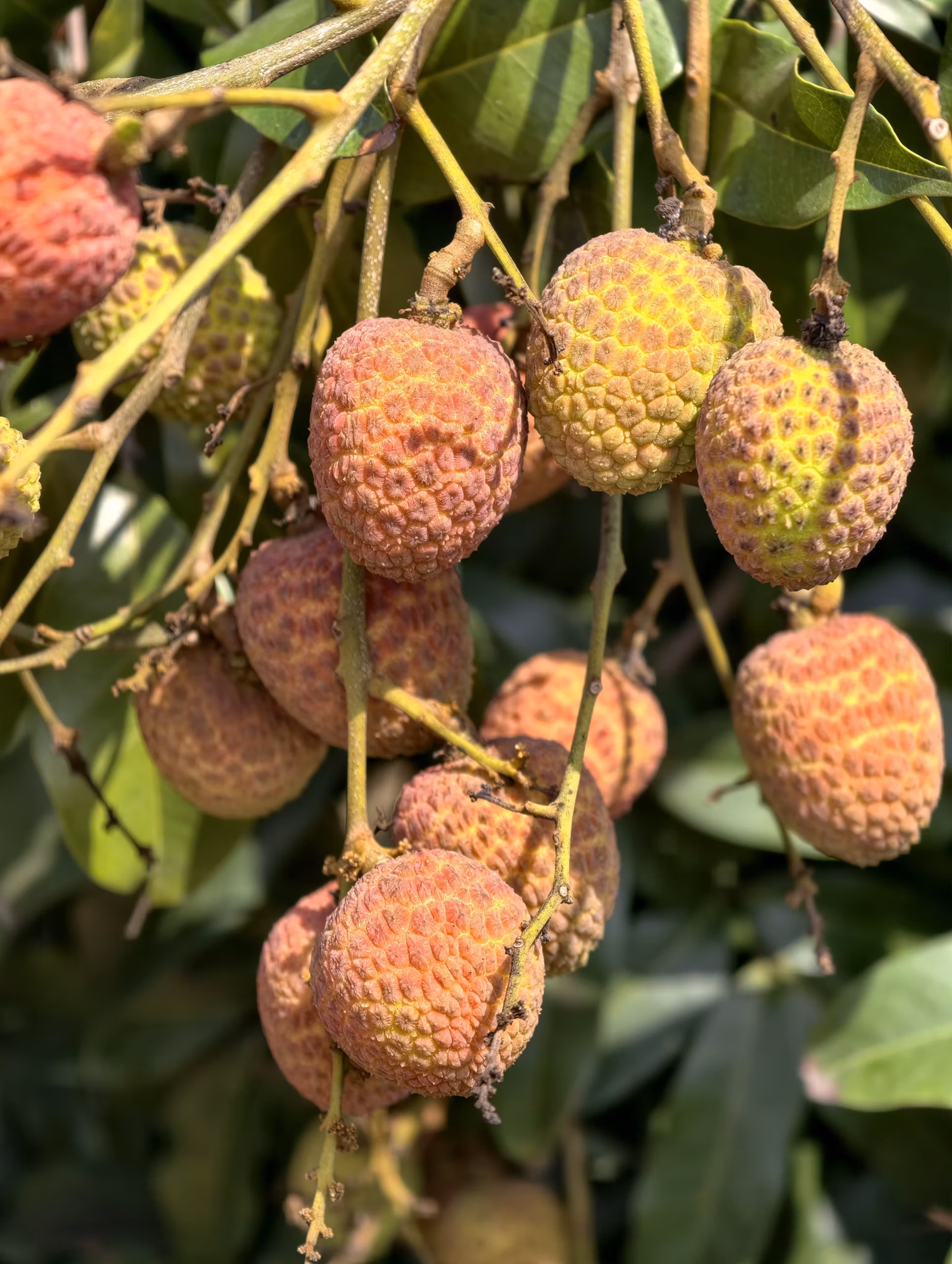 Sanyuehong Lychee Presale